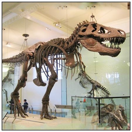 博物馆大型恐龙骨架模型霸王龙化石骨骼制作