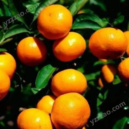 正宗武当蜜橘 桔薄皮橘子 新鲜水果桔子多汁 大型基地超甜柑橘