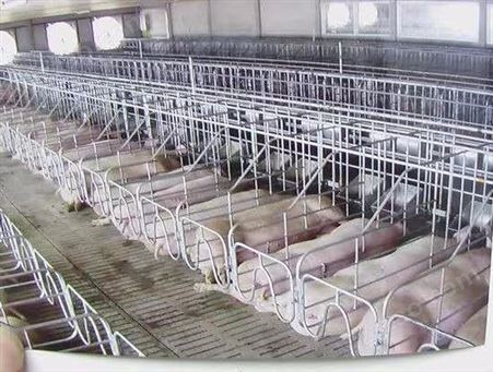 腾飞机械 猪用栏位养殖设备 母猪单体栏 育肥限位栏