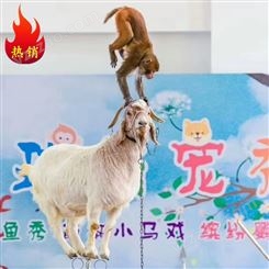 小马戏出租 狗熊表演萌宠动物园租赁