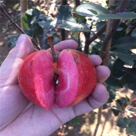 欢乐果园 矮化苹果苗批发 红肉苹果树苗 园林绿化