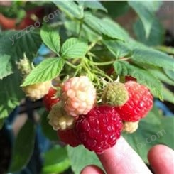 树莓采摘 树莓的种植方法和时间 树莓种植补贴条件